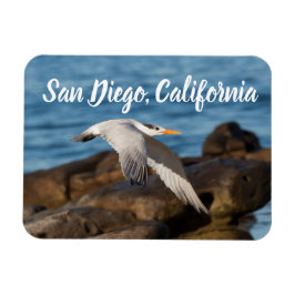 Íman Como o Tern Flies San Diego, Califórnia