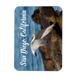 Íman Como o Tern Flies San Diego, Califórnia