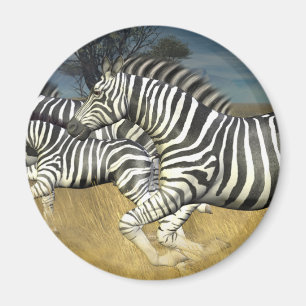 Íman Competindo listras - zebra