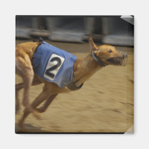 Íman Competindo o ímã quadrado do galgo