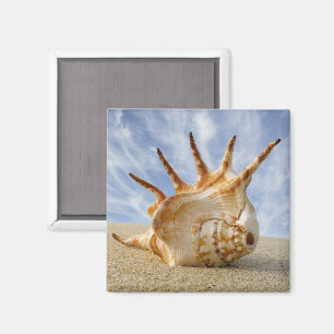 Íman Conch da aranha no Sandy Beach