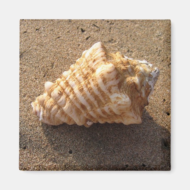 Íman Conch Seashell Sand Beach Magnet (Frente)