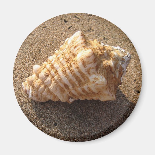Íman Conch Seashell Sand Beach Magnet (Frente)