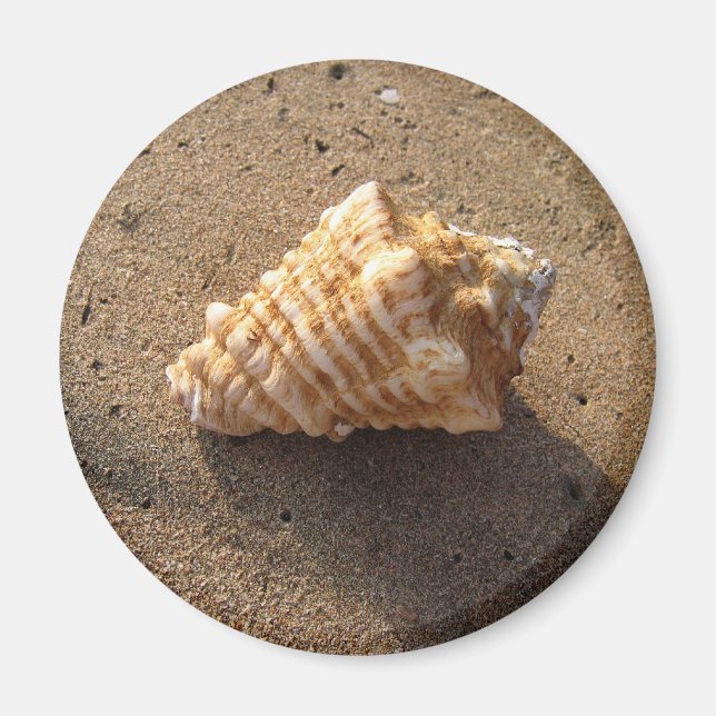 Íman Conch Seashell Sand Beach Magnet (Frente)