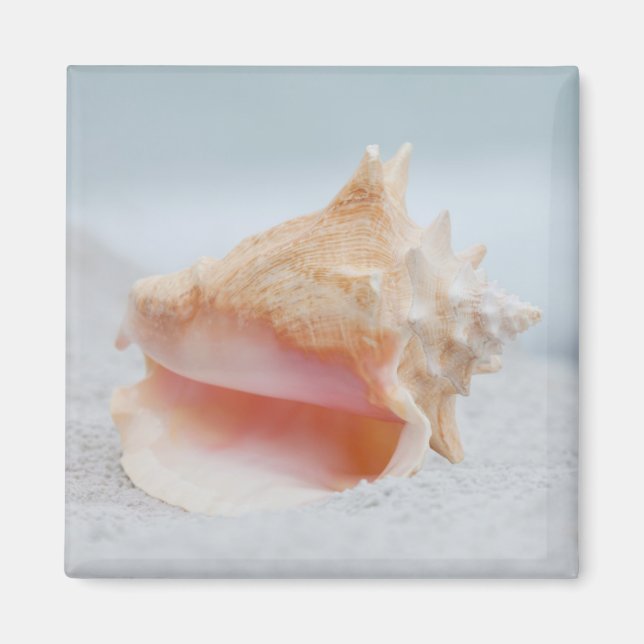 Íman Conch Shell (Frente)