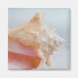 Íman Conch Shell Florida