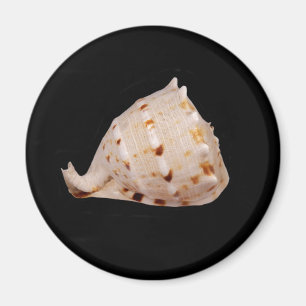 Íman Conch Shell Magnet