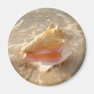 Íman Conch Shell na areia na praia tropical