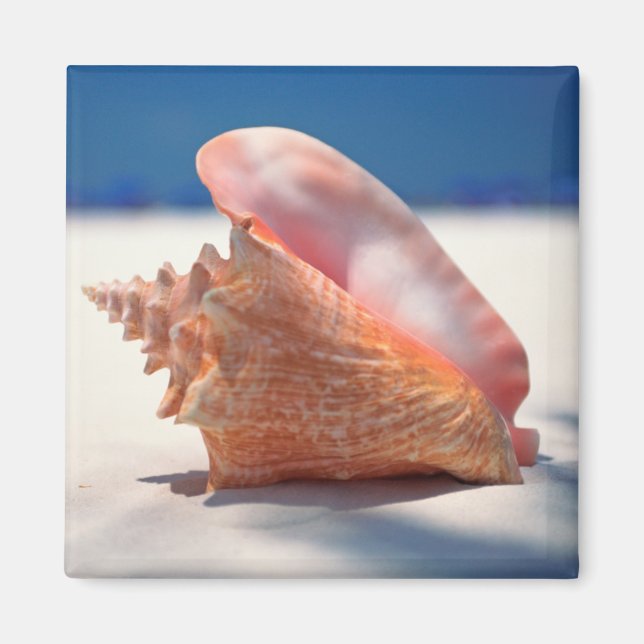 Íman Conch Shell Na Praia 2 (Frente)
