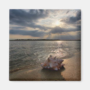 Íman Conch Shell na praia   St Augustine, Fl