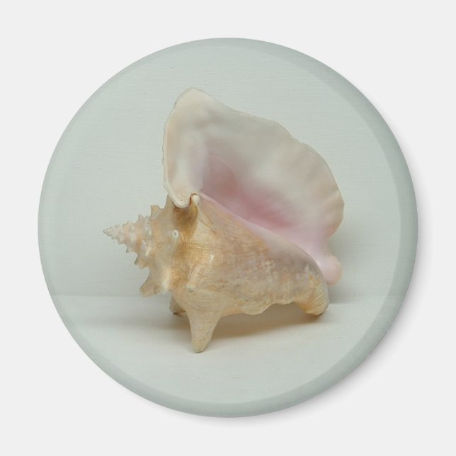 Íman CONCH SHELL (redondo) (Frente)
