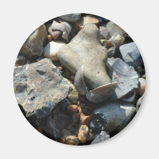 Íman concha 3 (Frente)