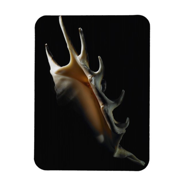 Íman Concha de Concha (Vertical)