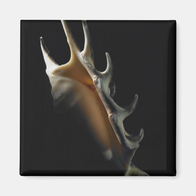 Íman Concha de Concha (Frente)