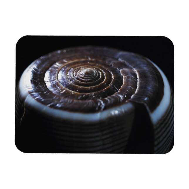 Íman Concha de Cone (Horizontal)