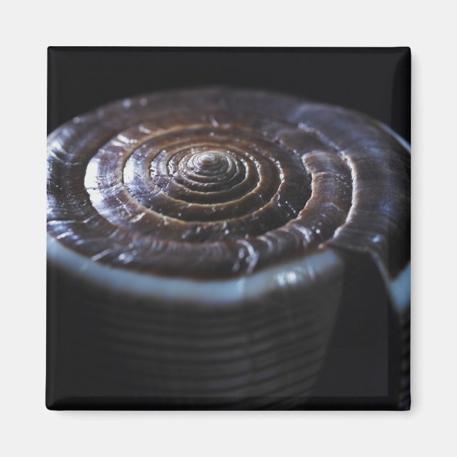 Íman Concha de Cone (Frente)