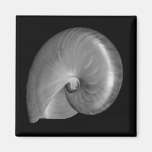 Íman Concha de Nautilus Preta e Branca
