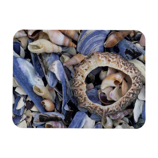 Íman Conchas, Cidade do Cabo, Cabo Ocidental (Horizontal)