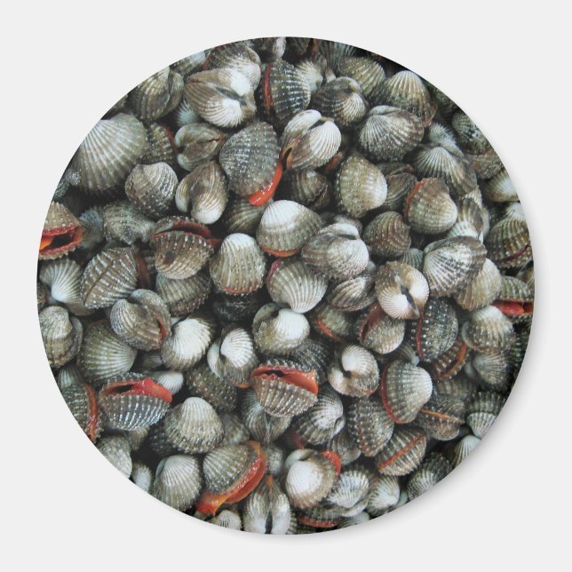 Íman Conchas de Cockle de Sangue (Frente)