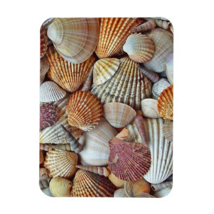 Íman Conchas do Mar
