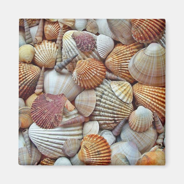 Íman Conchas do Mar (Frente)
