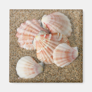 Íman Conchas do ventilador rosa