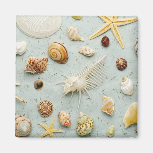 Íman Conchas marítimas corrigidas sobre fundo azul (Frente)