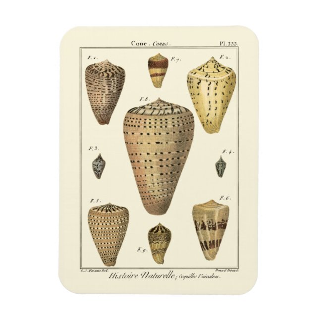 Íman Conchas Vintage Cone (Vertical)