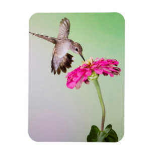 Íman Condado de Jeff Davis, Texas