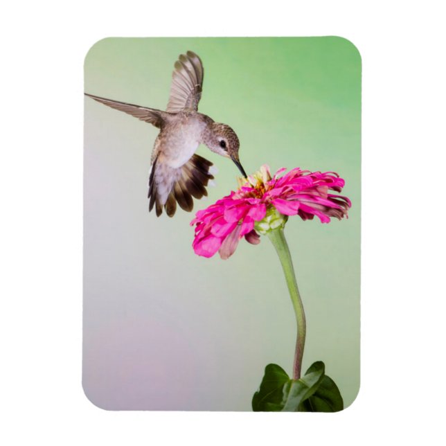 Íman Condado de Jeff Davis, Texas (Vertical)