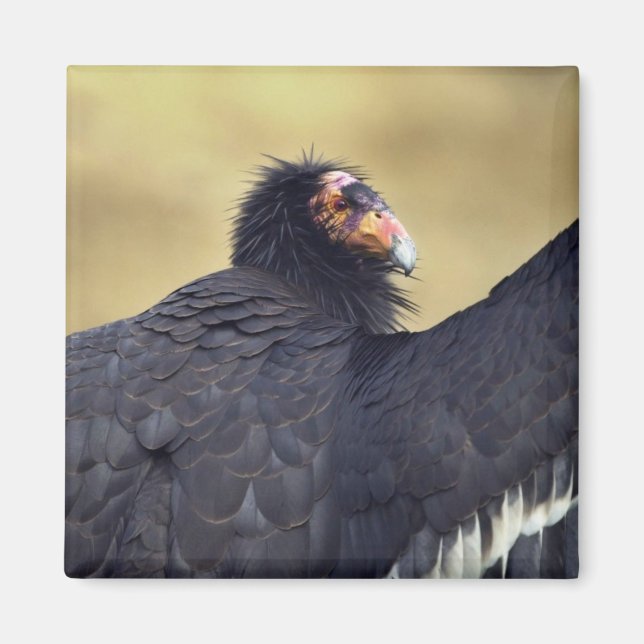 Íman Condor da Califórnia (Frente)