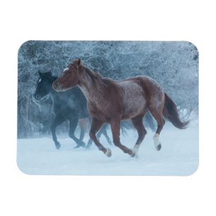 Íman Condução de Cavalos