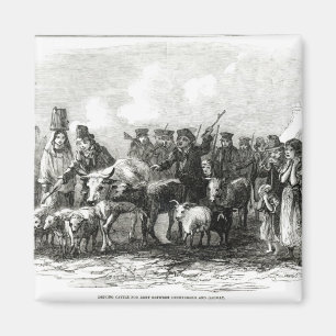 Íman Conduzindo o gado para o aluguel