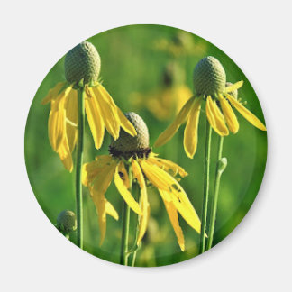 Íman Coneflower com cabeça de cinza