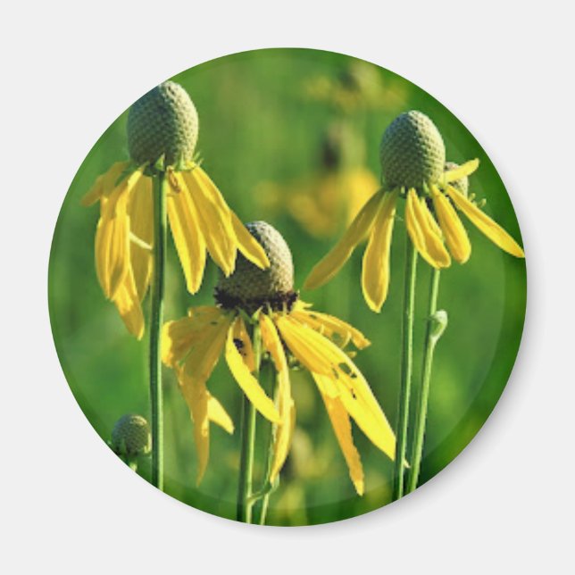 Íman Coneflower com cabeça de cinza (Frente)