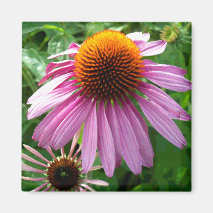 Íman Coneflowers roxo