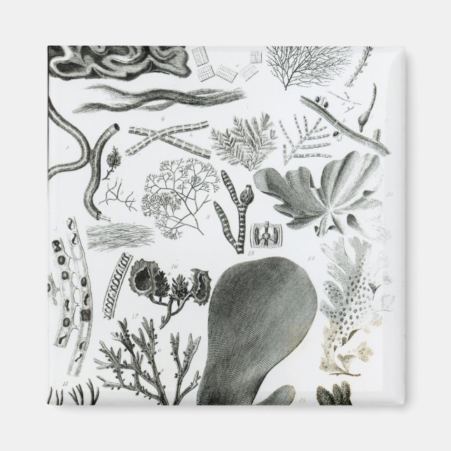 Íman Conferra Fucus (Frente)