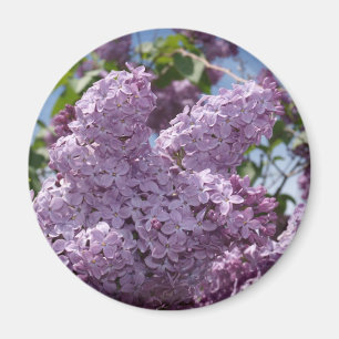 Íman Conjunto do Lilac