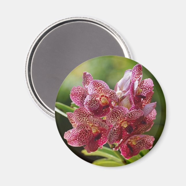 Íman Conjunto tropical da orquídea de Vanda (Front/Back)