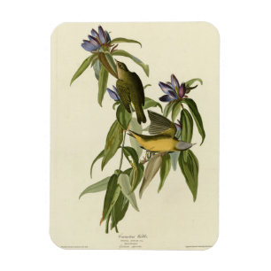 Íman Connecticut Warbler - Aves da América de Audubon