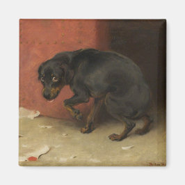 Íman Consciência Faz Borricas De Todos Nós