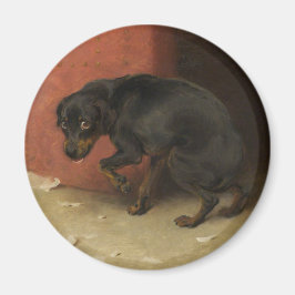 Íman Consciência Faz Borricas De Todos Nós