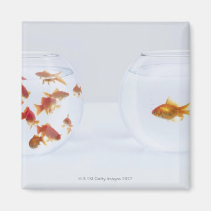 Íman Contraste dos muitos peixe dourado no fishbowl e
