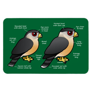 Íman Coop v Sharpie