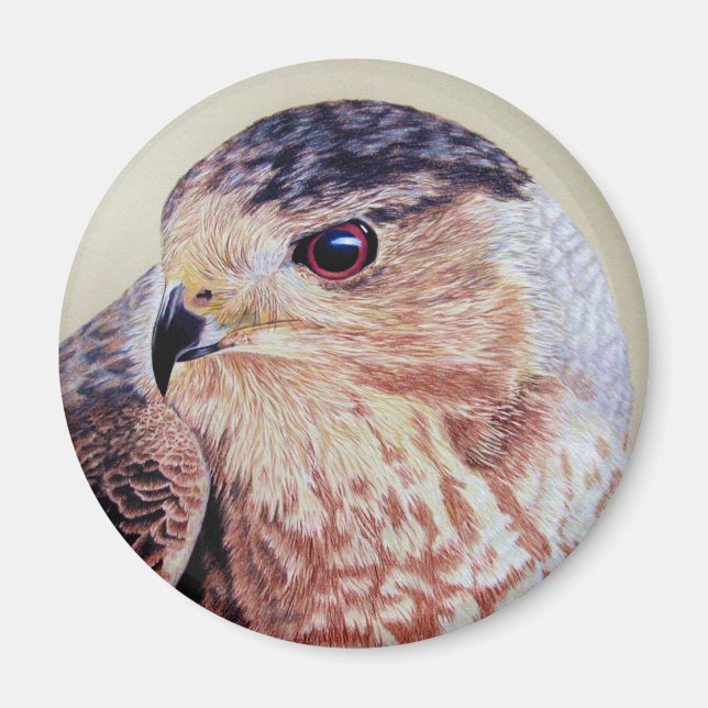 Íman Coopers Hawk (Frente)