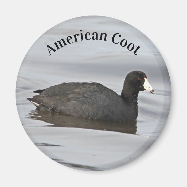 Íman Coot Americano (Frente)