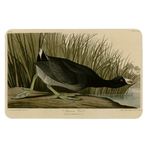 Íman Coot Americano das Aves da América de Audubon