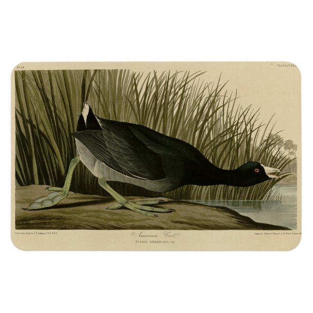 Íman Coot Americano das Aves da América de Audubon (Horizontal)