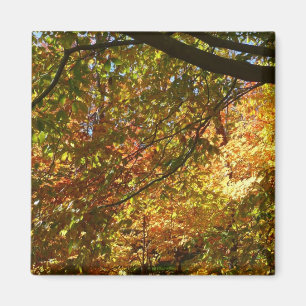 Íman Cópias de Folhas I Amarelo Autumn