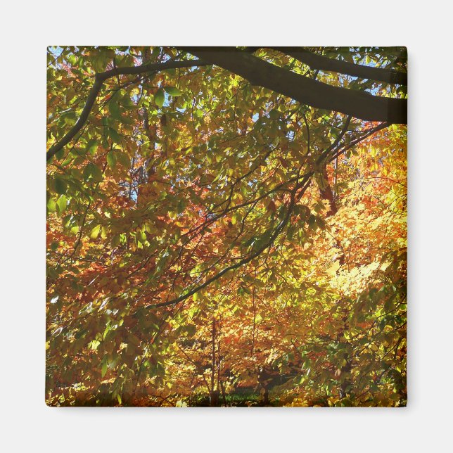 Íman Cópias de Folhas I Amarelo Autumn (Frente)